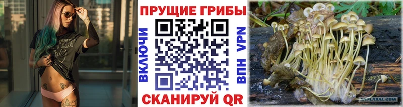 Псилоцибиновые грибы Cubensis  купить наркотики сайты  Северск 